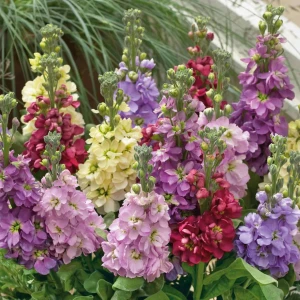 Mixandre mix (0,5 g), seminte plante ornamentale Matthiola incana, flori parfumate, inflorire pana toamna tarziu, Opal